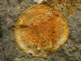 Caloplaca flavescens image