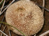 Lycoperdon echinatum image