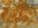 Caloplaca flavescens image
