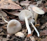 Entoloma sericellum image