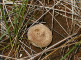 Lycoperdon echinatum image