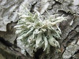 Ramalina canariensis image
