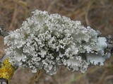 Parmotrema hypoleucinum image