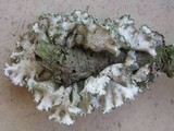 Parmotrema hypoleucinum image