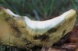 Boletinellus merulioides image
