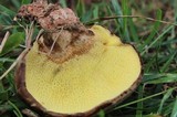 Boletinellus merulioides image