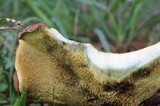 Boletinellus merulioides image