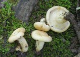 Lactarius maculatipes image