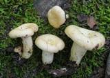 Lactarius maculatipes image