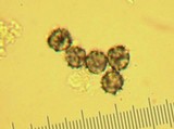 Lactarius maculatipes image