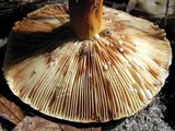 Lactarius volemus image