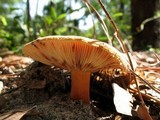 Lactarius volemus image