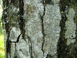 Lecanora hybocarpa image