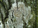 Lecanora hybocarpa image