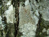 Lecanora hybocarpa image