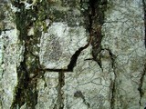 Lecanora hybocarpa image