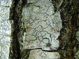 Lecanora hybocarpa image