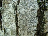 Lecanora hybocarpa image
