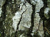 Lecanora hybocarpa image