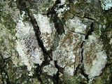 Lecanora hybocarpa image