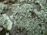Xanthoparmelia angustiphylla image