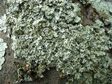 Xanthoparmelia angustiphylla image