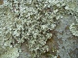 Xanthoparmelia angustiphylla image