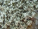 Xanthoparmelia angustiphylla image