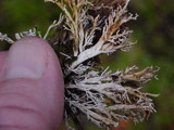Sphaerophorus venerabilis image