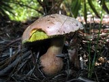 Image of Aureoboletus abruptibulbus