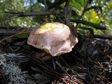 Aureoboletus abruptibulbus image