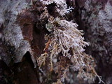 Sphaerophorus tuckermanii image