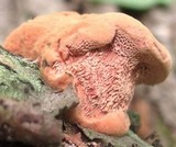 Hapalopilus rutilans image