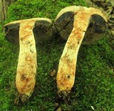 Tylopilus sordidus image