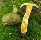 Tylopilus sordidus image