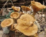 Desarmillaria tabescens image