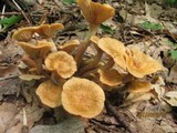 Desarmillaria tabescens image