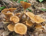 Desarmillaria tabescens image