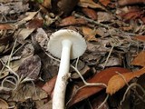 Amanita cylindrispora image