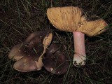 Russula olivacea image