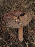Russula olivacea image