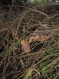 Russula olivacea image