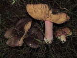 Russula olivacea image