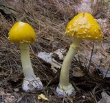 Amanita frostiana image
