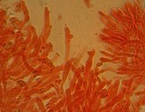 Gymnopus peronatus image