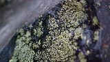 Rhizocarpon geographicum image
