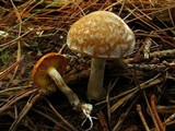 Gymnopilus allantopus image