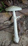 Amanita multisquamosa image
