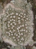 Dirina ceratoniae image