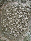 Dirina ceratoniae image